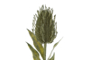 Immagine di CONFEZIONE 12 PEZZI FIORE ARTIFICIALE 70CM COL.VERDE LE STELLE BOMBONIERE