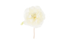 Immagine di CONFEZIONE 48 PEZZI FIORE PEONIA diam.11CM COL.PANNA