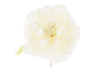 Immagine di CONFEZIONE 48 PEZZI FIORE PEONIA diam.11CM COL.PANNA