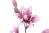 Immagine di CONFEZIONE 8 PEZZI FIORE ARTIFICIALE VIOLA diam.24xlungh.100CM