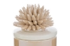 Immagine di CANDELA SCATOLA CORALLO PORCELLANA BEIGE LE STELLE BOMBONIERE